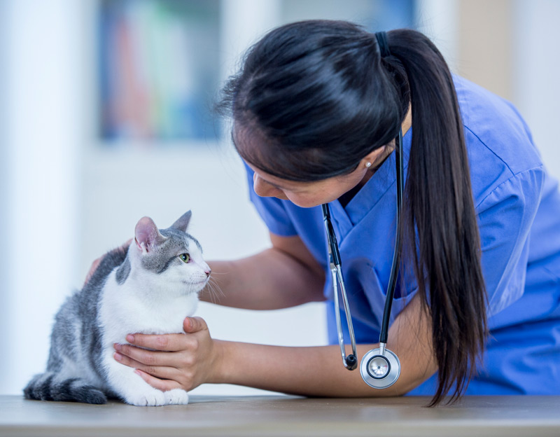 Veterinarian-examining-cat